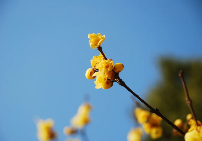 太美了!上海腊梅进入盛花期,一起来"云赏梅"