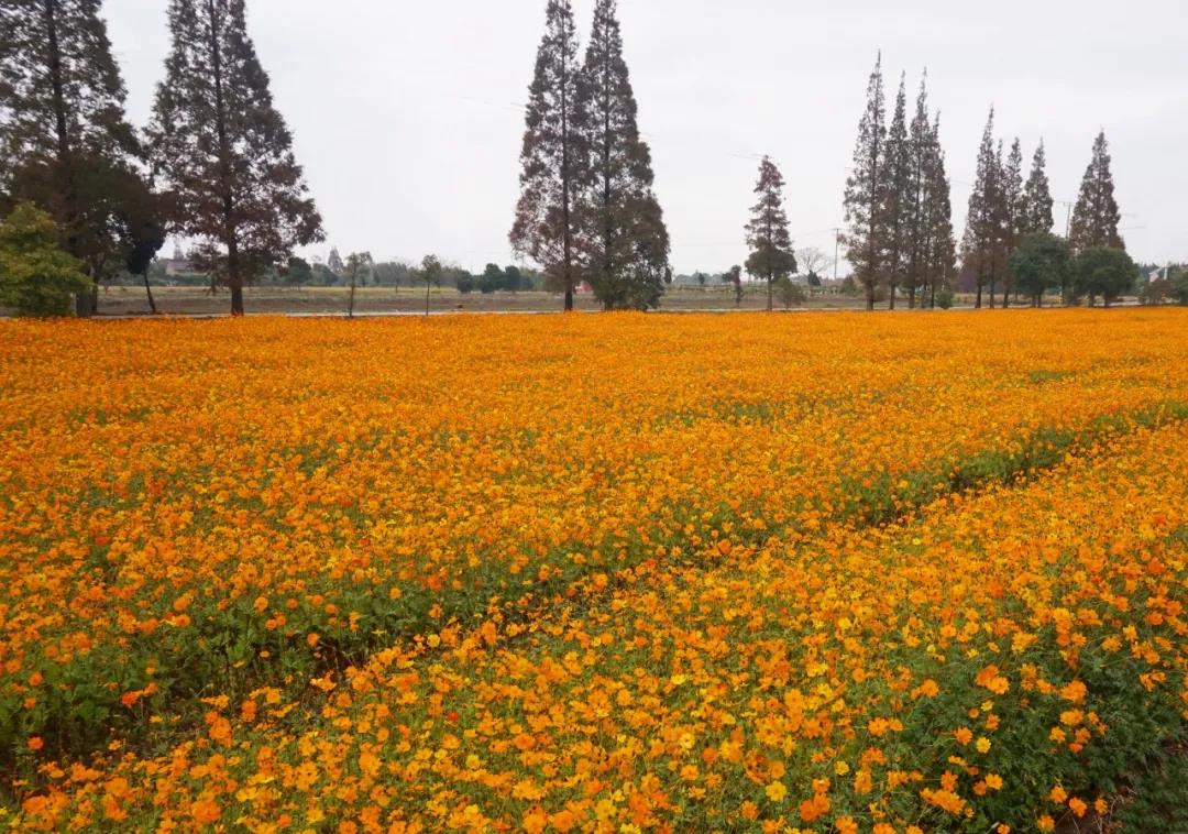 300畝花海免費開放,崇明秋冬美景驚豔來襲!