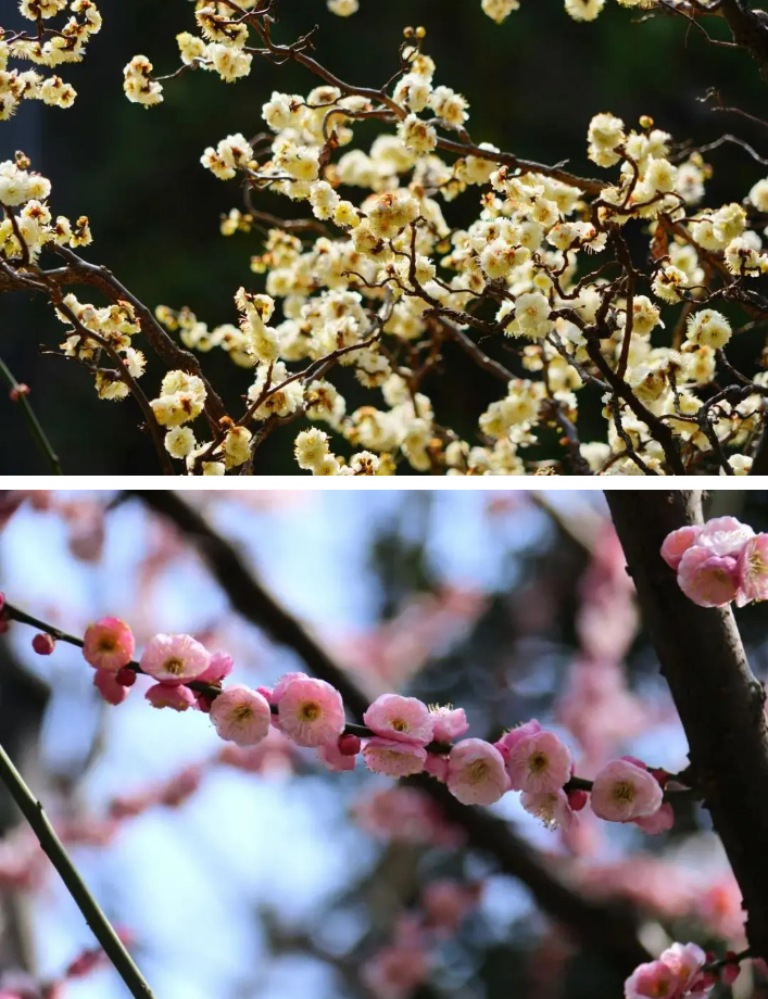 這裡的梅花品種也蠻多的,珍稀的龍游梅,人面桃花,復瓣跳枝,殘雪垂枝